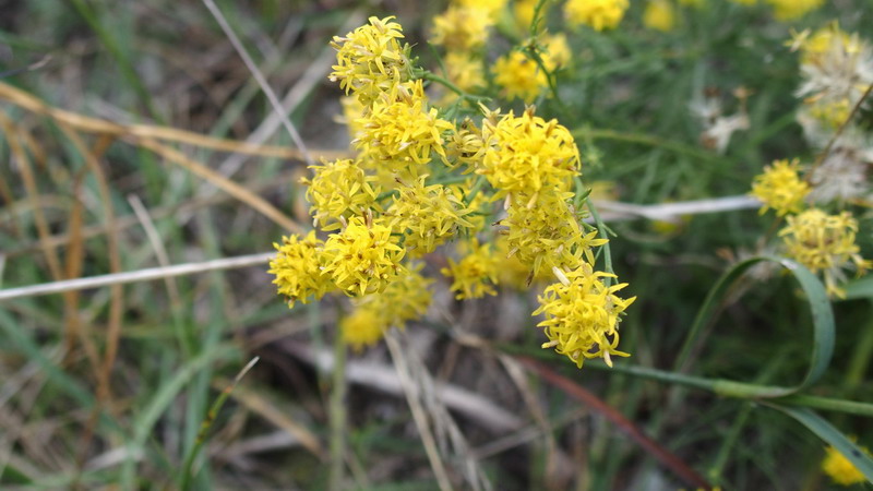 Galatella linosyris